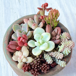 多肉植物＊気まぐれ寄せ植え＊レア品種入り!!＊カット苗 多肉植物 ＊N