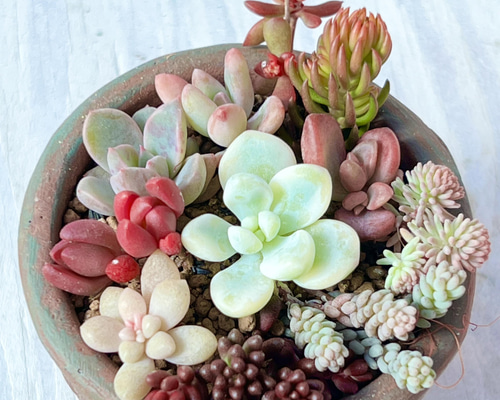 masa2311‼️ 多肉植物　カット苗　気まぐれセット masa2311‼️ 多肉植物 カット苗 気まぐれセット