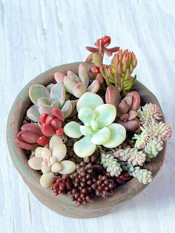 多肉植物*気まぐれ寄せ植え*レア品種入り!!*カット苗 多肉 多肉植物*気まぐれ寄せ植え*レア品種入り!!*カット苗 多肉