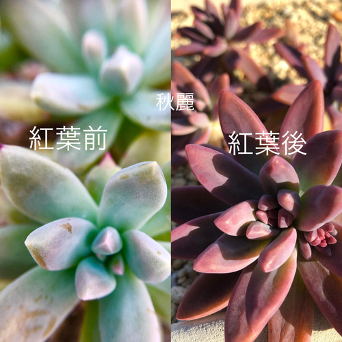 多肉植物＊気まぐれ寄せ植え＊レア品種入り!!＊カット苗 多肉植物 ＊N