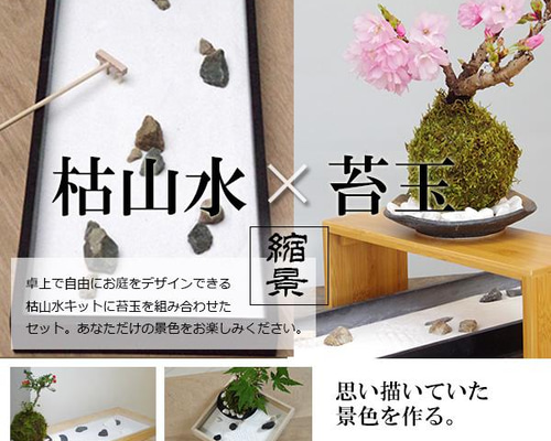 2026年開花終了】【龍安寺でお花見を楽しむ】～枯山水（龍安寺）+旭山