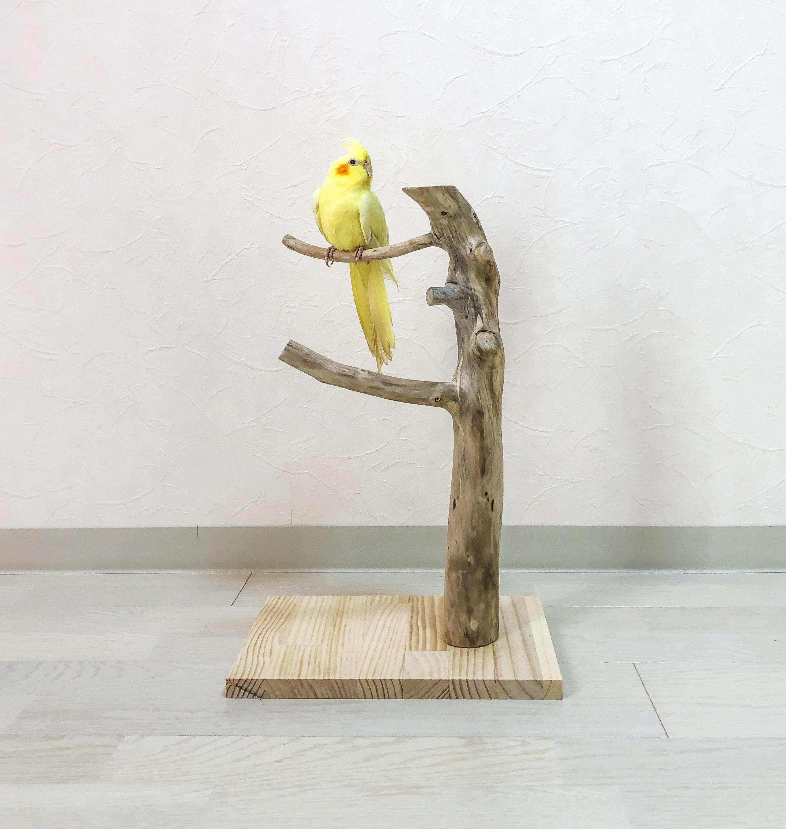 Amazon | 鳥の止まり木 Sサイズ 約20cm 太さ1cm〜2cm パーチ