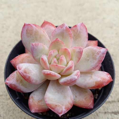 多肉植物 