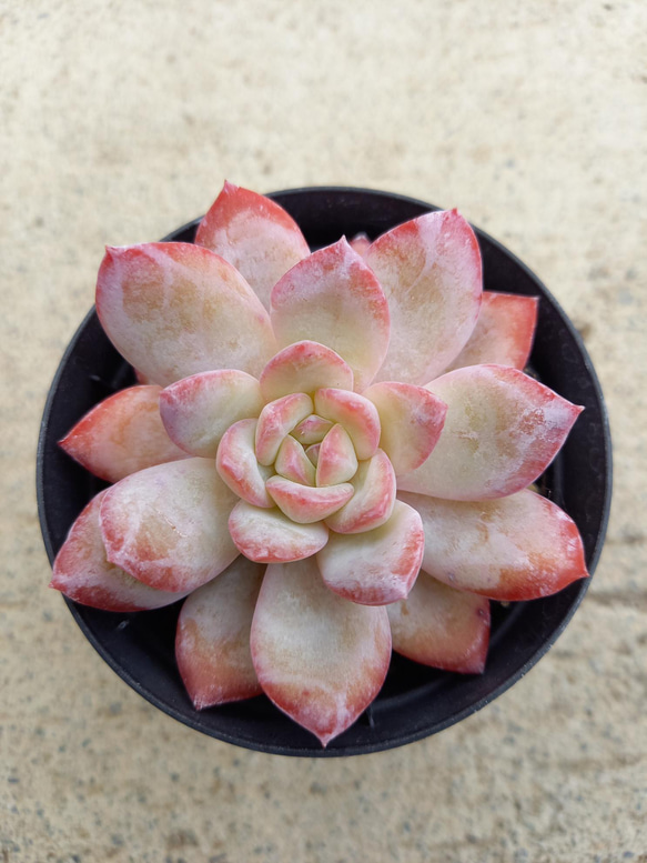 多肉植物　"ピーチキャンディ" 2枚目の画像