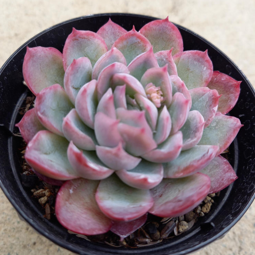色落ち特価❣️多肉植物 エケベリア 中心ジャム系 紫柘榴 抜き苗 色落ち特価❣️多肉植物 エケベリア 中心ジャム系 紫柘榴 抜き苗