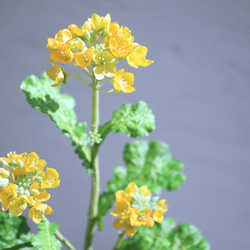 （水換え不要）リアルな菜の花の花瓶挿し　春の訪れ〜 4枚目の画像