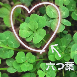 2株.送料無料】四つ葉のクローバー 五つ葉のクローバー 苗