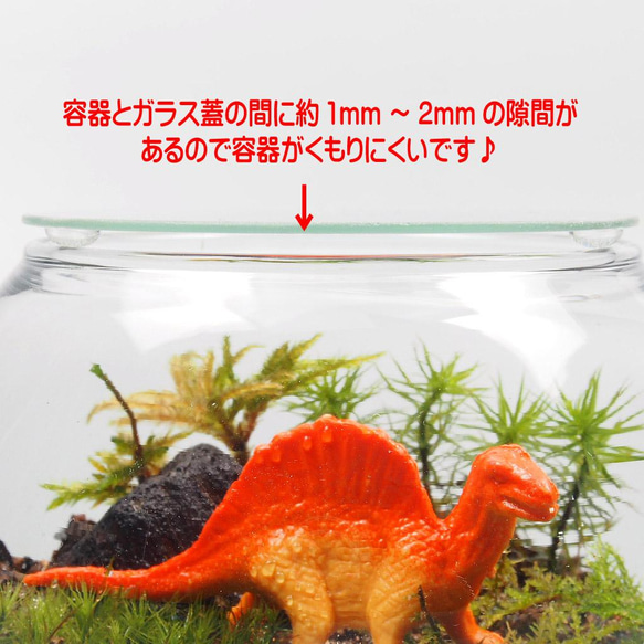 恐竜【苔テラリウム・手作りキット一式】金魚鉢　子供の日 5枚目の画像