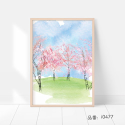 桜の花のポスター　/ i0477 / インテリアポスター 4枚目の画像