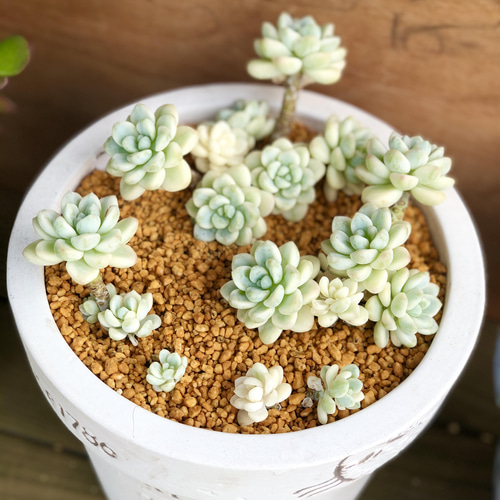 多肉植物＊レア2品種入♡＊気まぐれ寄せ植え＊カット苗 多肉植物 ＊N 