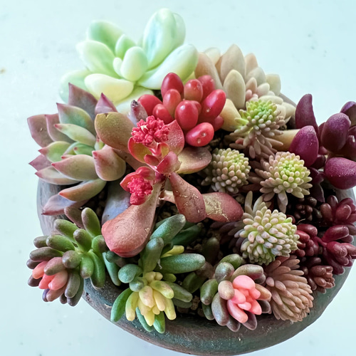 多肉植物＊レア2品種入♡＊気まぐれ寄せ植え＊カット苗 多肉植物 ＊N 