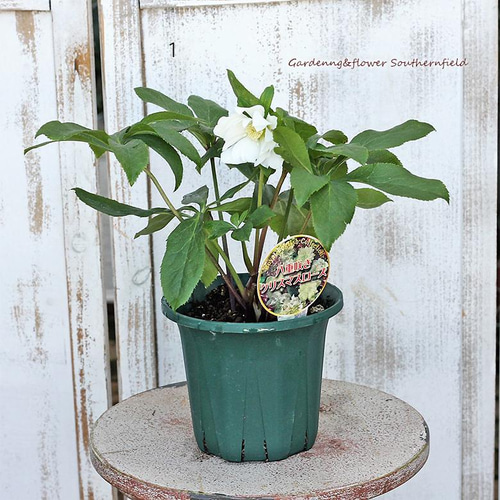 鉢花 クリスマスローズ ダブル 開花株5号ポット 冬の花 育てやすい 庭