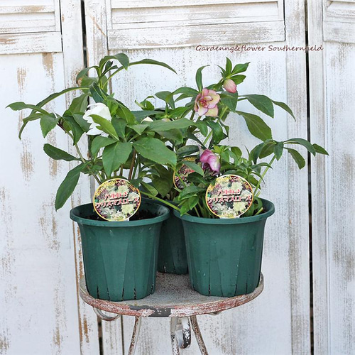 鉢花 クリスマスローズ ダブル 開花株5号ポット 冬の花 育てやすい 庭