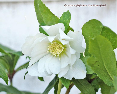 c1c44e5102bdd53d58a01f71d20243