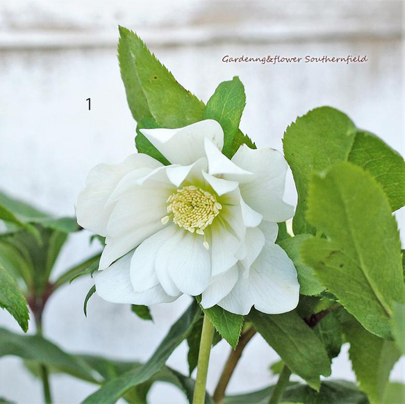 鉢花 クリスマスローズ ダブル 開花株5号ポット 冬の花 育てやすい 庭