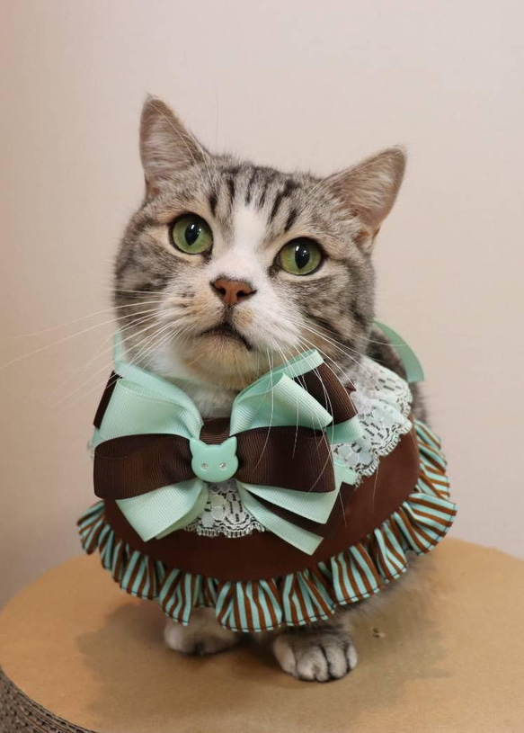猫服 ケープ バレンタイン チョコ（ミント） 2枚目の画像