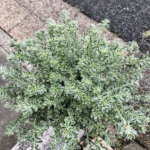 ヒロポン様　ウエストリンギア　スモーキーホワイト　大株 爽やかなシルバーグリーン♪ 大株ウエストリンギア〈スモーキー