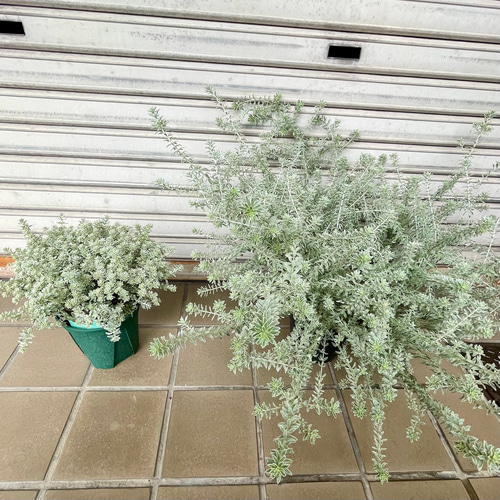 ヒロポン様　ウエストリンギア　スモーキーホワイト　大株 お得！ 大株 間延びなし ウエストリンギア スモーキーホワイト 5