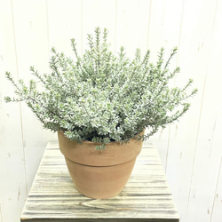 大株 間延びなし ウエストリンギア スモーキーホワイト 5号 その他