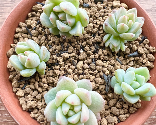 e3c9bc76ef907781cfab4798cccb10