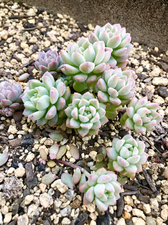 多肉植物＊エケベリア＊プロリフィカ＊微根付きカット苗 4枚目の画像