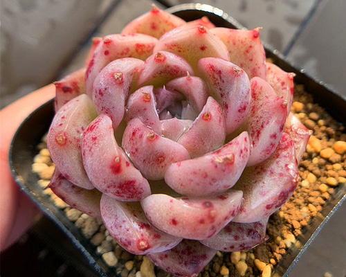 275.多肉植物 寄せ植え エケベリア属 白桃 新品種 抜き苗 アート