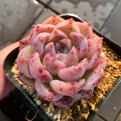 275.多肉植物 寄せ植え エケベリア属 白桃 新品種 抜き苗 アート