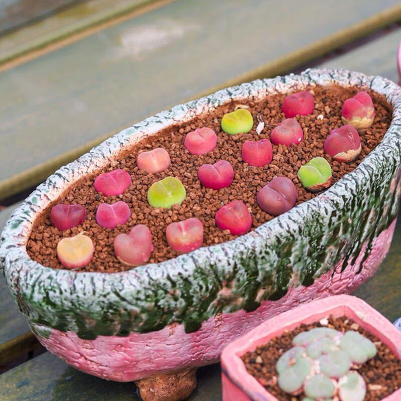 自家採種 コノフィツム マウガニー ミックス種子 100粒+ 多肉植物 愛