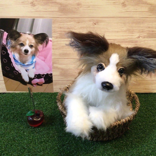 □すぬさま専用愛犬パピヨンちゃんミニチュアオーダー確認用ページ□ハンドメイド雑貨 受注製作〉愛犬ちゃんオーダーメイド(例パピヨン)ふわふわ 縫いぐるみ