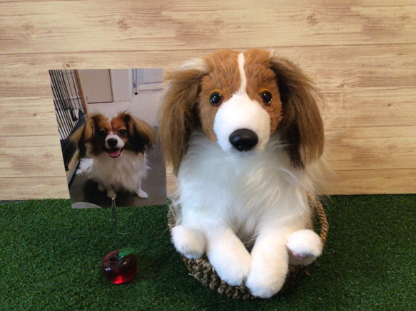 〈受注製作〉愛犬ちゃんオーダーメイド(例パピヨン)ふわふわ 縫いぐるみ 10枚目の画像