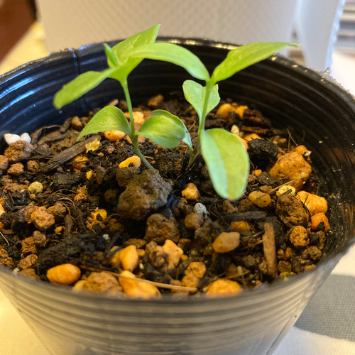 ピンク壺型クレマチス発芽苗 多肉植物 植花夢 通販 13290644｜Creema