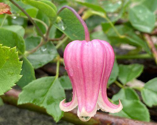 ピンク壺型クレマチス発芽苗 多肉植物 植花夢 通販 13290644｜Creema
