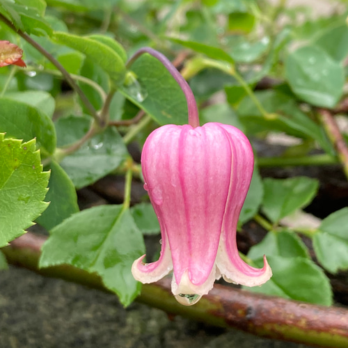 ピンク壺型クレマチス発芽苗 多肉植物 植花夢 通販 13290644｜Creema