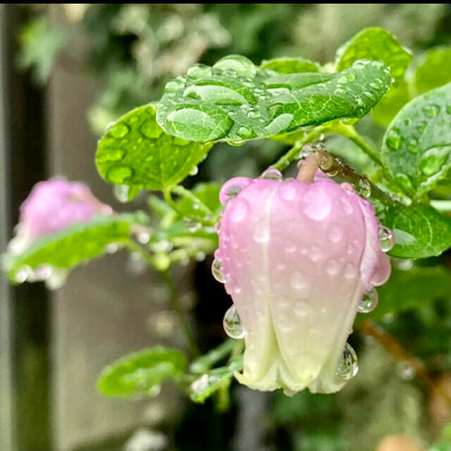 ピンク壺型クレマチス発芽苗 多肉植物 植花夢 通販 13290644｜Creema