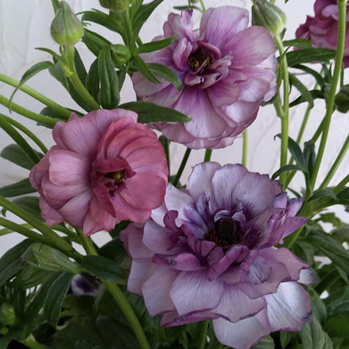 ラナンキュラス ラックス ティーバ 苗 綾園芸 アンティークカラー