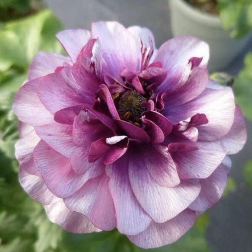 ラナンキュラス ラックス ティーバ 苗 綾園芸 アンティークカラー