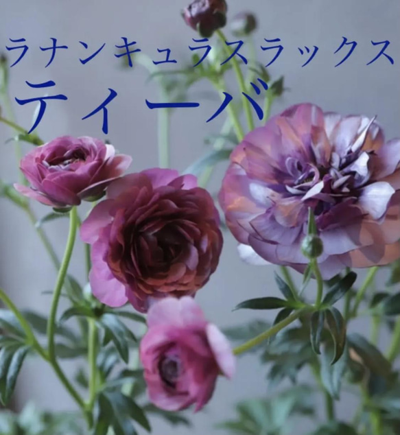 ラナンキュラス ラックス ティーバ 苗 綾園芸 アンティークカラー