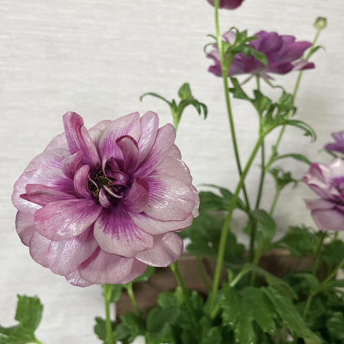 ラナンキュラス ラックス ティーバ 苗 綾園芸 アンティークカラー