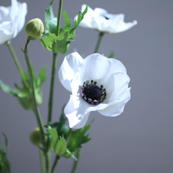 （水換え不要）清楚なアネモネの花瓶挿し　 5枚目の画像