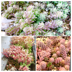 多肉植物＊レア品種入り♡＊ちょっと豪華な紅葉寄せ植え＊カット苗 13枚目の画像