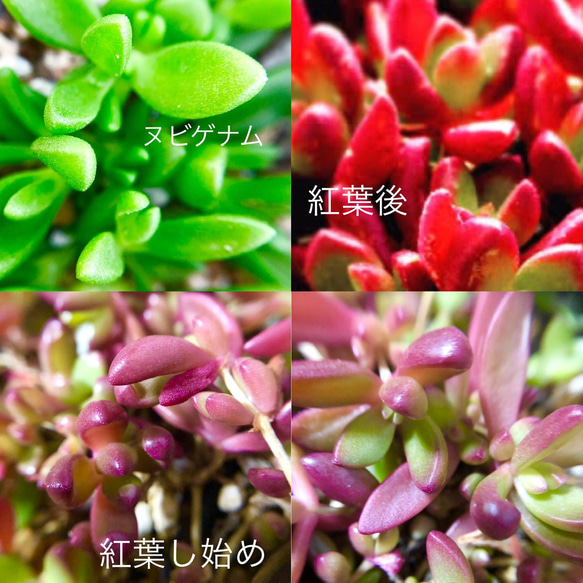 多肉植物＊レア品種入り♡＊ちょっと豪華な紅葉寄せ植え＊カット苗 9枚目の画像