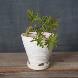 白いマットな釉薬の植木鉢　4　　送料無料 3枚目の画像