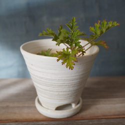 白いマットな釉薬の植木鉢　８　　送料無料 2枚目の画像