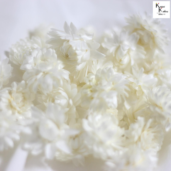 大地農場！ 10g乾花“蠟菊白”Presa花材植物標本室時尚可愛禮物 第4張的照片