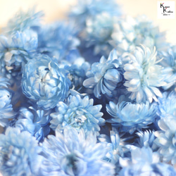 大地農場！ 10g乾花“藍蠟菊”永生花材料植物標本室時尚可愛禮物 第4張的照片