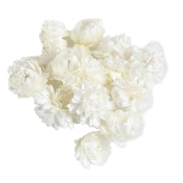 大地農場！ 5g乾花“蠟菊白”Presa花材植物標本室時尚可愛禮品禮品 第2張的照片