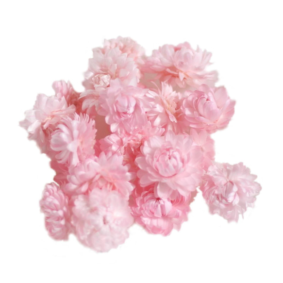 大地農園！ドライフラワー　5ｇ分　「ヘリクリサム　ピンク」プリザ　花材 ハーバリウム おしゃれ かわいい プレゼント 2枚目の画像