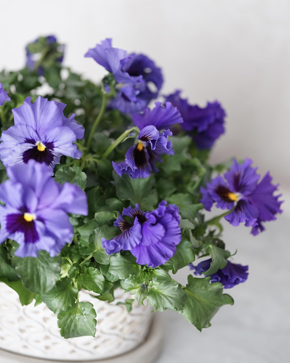 ブルーパンジーの花束植え・オーバル鉢 3枚目の画像