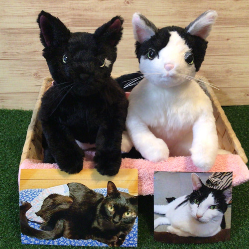 ミニミニ子猫ちゃん♡アートドール♡ぬいぐるみ♡エキゾチック♡ふわふわ♡ 生後3ヶ月♡美猫ちゃん♡エキゾチック子猫ちゃん♡アートドール