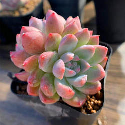 No.93 ❁マルガン×アルバビューティー ❁ 抜き苗 多肉植物 寄せ植え アルバビューティー,アルバビューティー育て方,アルバビューティー通販